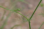 Threadleaf